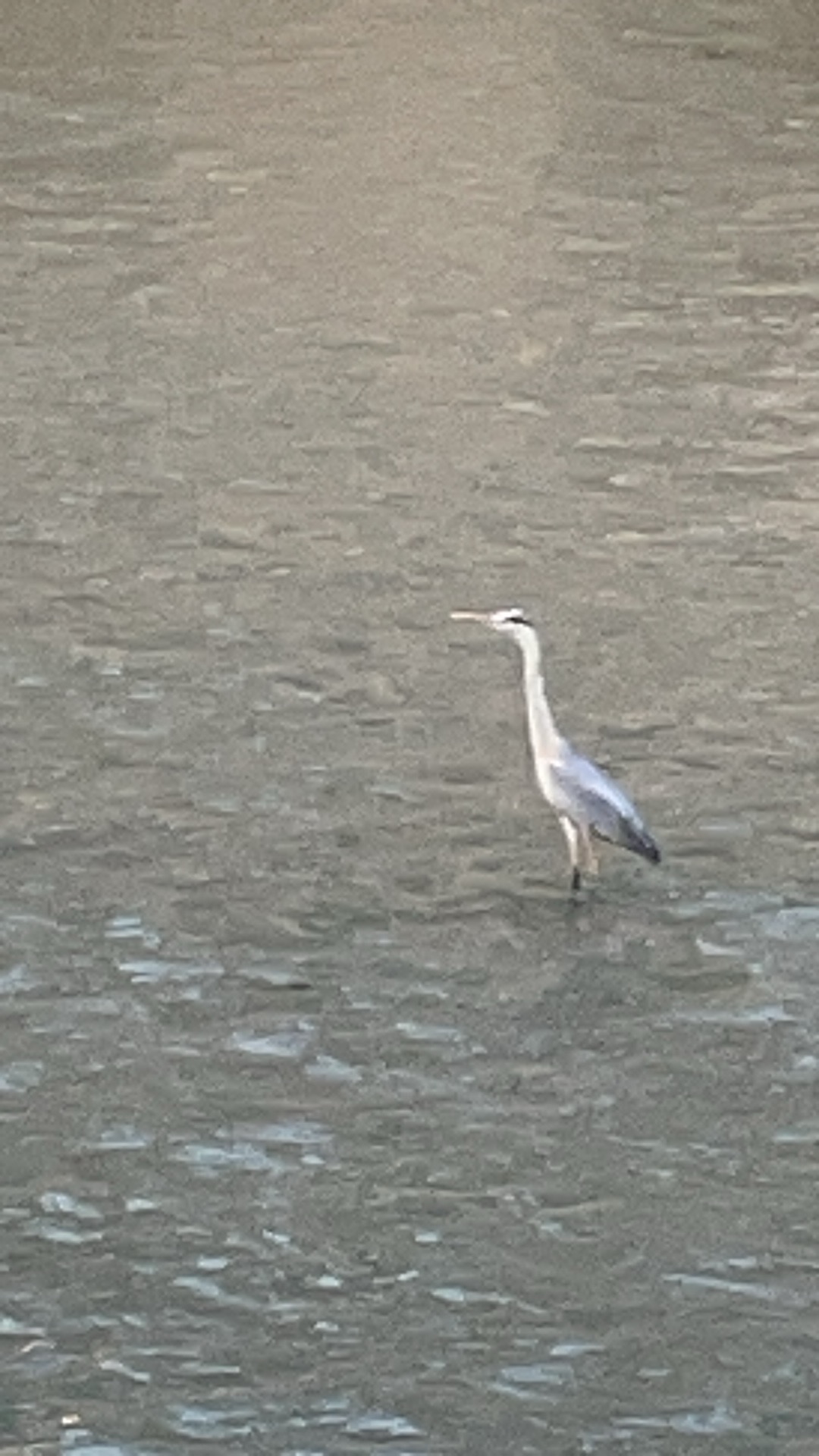 Grey Heron standing in shallow water - perfect subject for morning bird watching and nature journaling